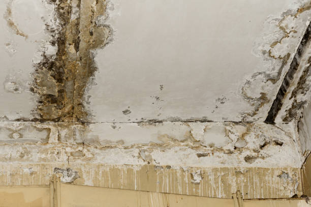 Best Residential water damage restoration  in Greenville, IN